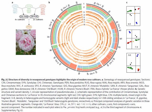 月季育种历史图谱(图2)