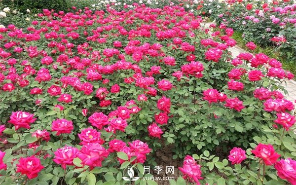 盆花月季换盆的方法和注意事项(图4)