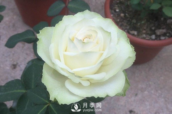 6月月季花的养殖方法和注意事项(图1)