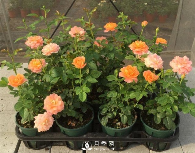 家庭盆栽月季花如何过冬？(图1)
