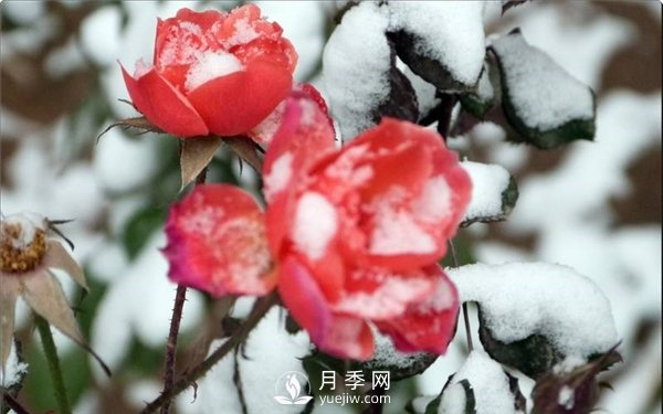 月季冬天会冻死吗？月季花怎么过冬？月季的安全越冬方法介绍！(图2)