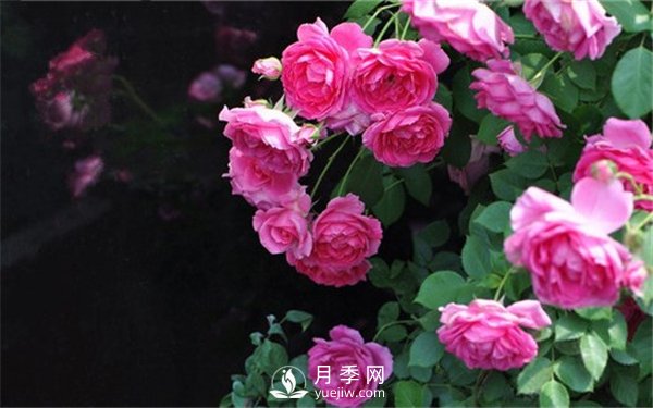 藤本月季大游行种植养护指南(图2)