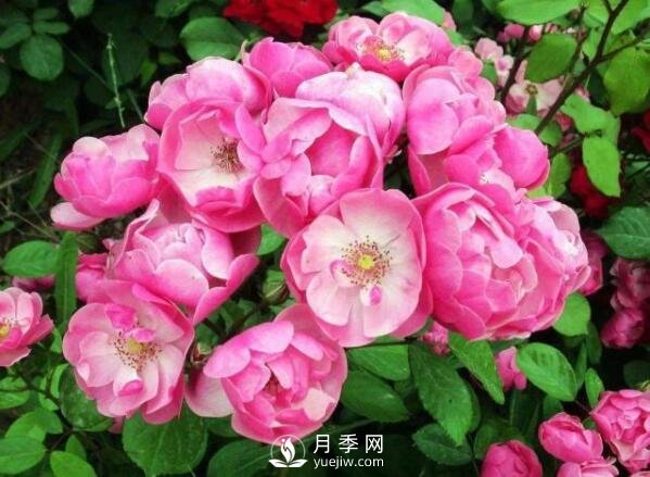 藤本月季多少钱？藤本月季价格相差大差距在哪？(图1)