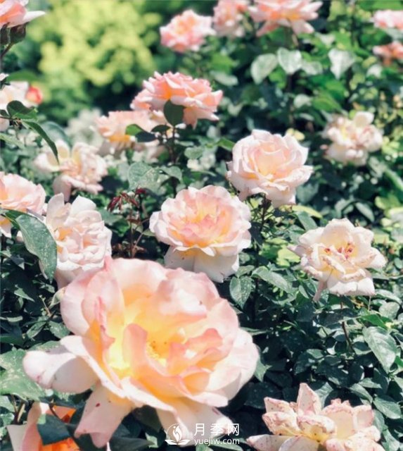 北京环路上的月季你认得吗?(图2) 北京环路上的月季你认得吗?(图2)