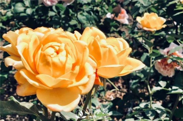 北京环路上的月季你认得吗?(图1) 北京环路上的月季你认得吗?(图1)