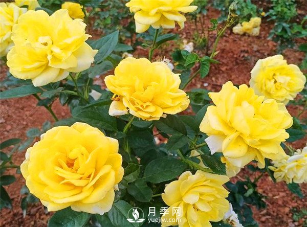 杭州高架“网红月季花”都有那些品种?(图8) 杭州高架“网红月季花”都有那些品种?(图8)