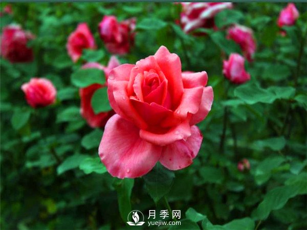 杭州高架“网红月季花”都有那些品种?(图4) 杭州高架“网红月季花”都有那些品种?(图4)