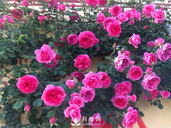 杭州高架“网红月季花”都有那些品种?(图7) 杭州高架“网红月季花”都有那些品种?(图7)