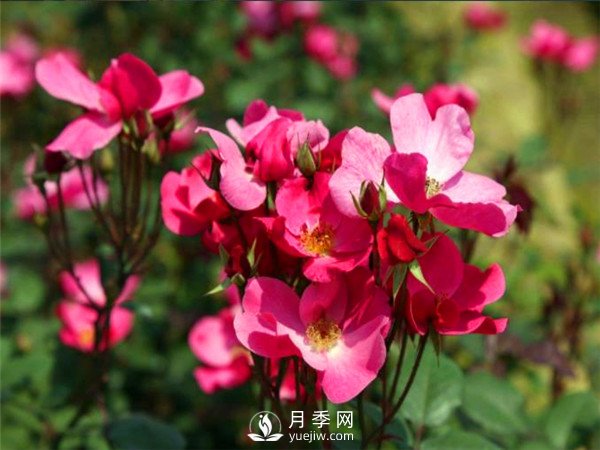 杭州高架“网红月季花”都有那些品种?(图6) 杭州高架“网红月季花”都有那些品种?(图6)