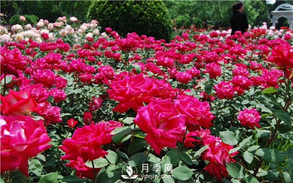 河南方城博望镇月季园里月月红(图1)