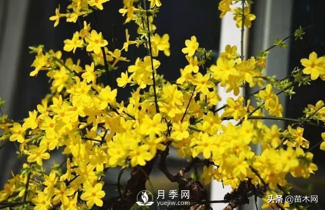 适合种在庭院中春季开花的苗木，月季让你的庭院更美丽(图2)