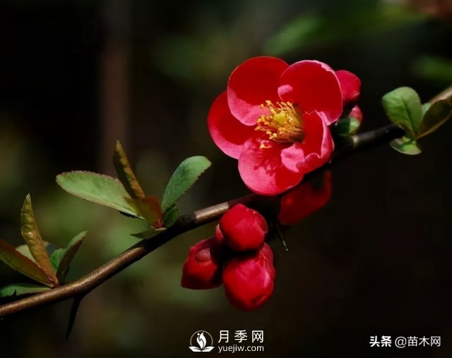 适合种在庭院中春季开花的苗木，月季让你的庭院更美丽(图3)