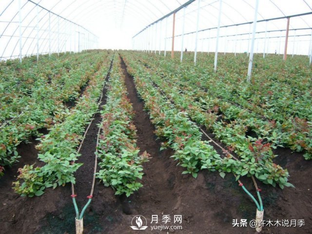 月季开花多更健壮，最重要是养好根系，5招迅速壮根(图3)