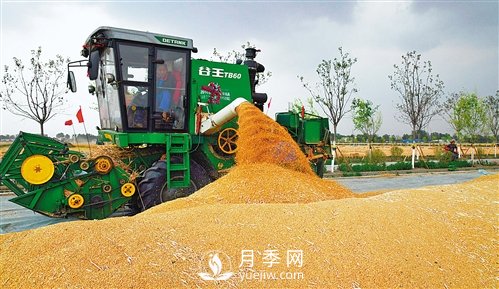 河南商水：高标准农田有啥不一样(图1)