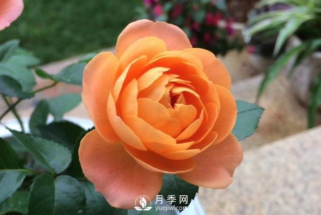 看到我修剪月季,邻居说种月季多会破财,建议全砍掉(图1) 看到我修剪月季,邻居说种月季多会破财,建议全砍掉(图1)