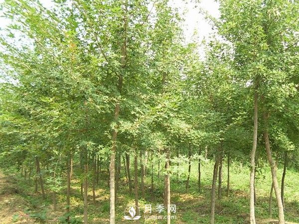 南阳五角枫批发基地(图1)