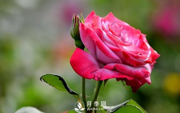 关于扦插/高压的月季小知识(图1) 关于扦插/高压的月季小知识(图1)