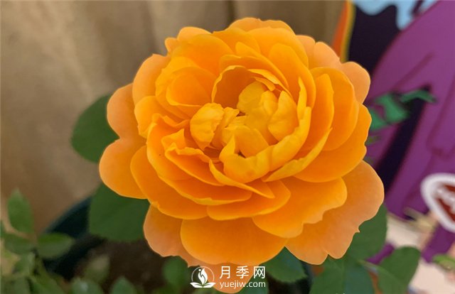 推荐5款月季品种，好看又好养，抗病能力强，值得拥有(图1)