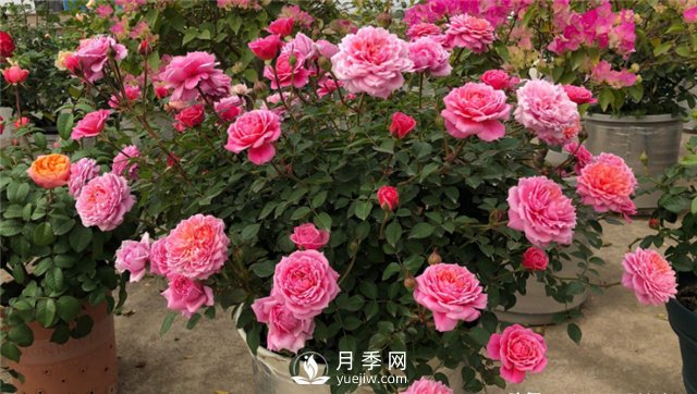 推荐10个阳台月季品种,小阳台的微型月季清单(图1) 推荐10个阳台月季品种,小阳台的微型月季清单(图1)