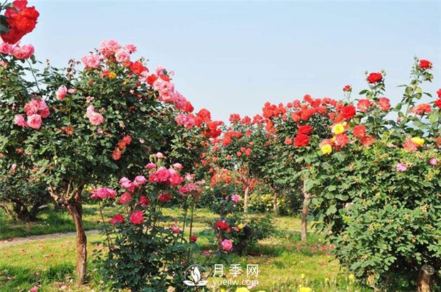树状月季和棒棒糖月季能嫁接哪些月季品种？(图2)