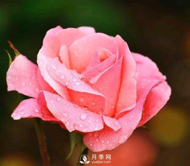 有人说养月季破财，月季适合家里养吗？(图1)