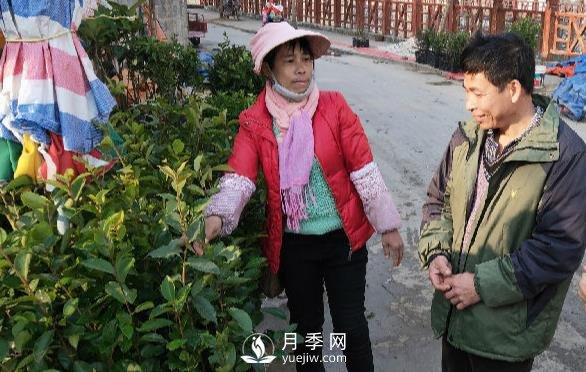 广西巴马：植树造林掀高潮苗木市场购销旺(图1)