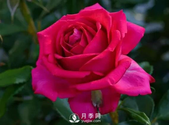 雷吉斯.马寇月季,HT的高雅花型,花瓣超级多(图1) 雷吉斯马寇月季,HT的高雅花型,花瓣超级多(图1)