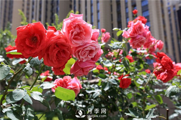 月季叶面施肥注意事项 南阳月季树如何嫁接易成活(图1)