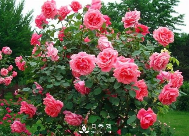 南阳月季树厂家教你怎么给月季施肥 南阳月季树修剪注意事项(图1) 南阳月季树厂家教你怎么给月季施肥 南阳月季树修剪注意事项(图1)