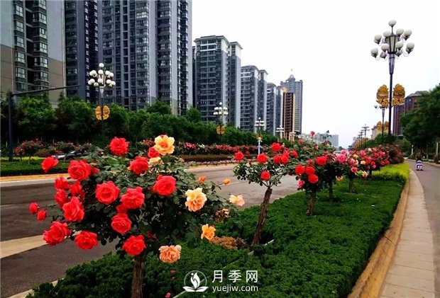 月季花有哪些作用 怎么养好盆花月季(图1)