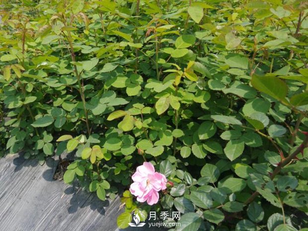 快速培育南阳树状月季如何做，冬季管理月季怎么做(图1)