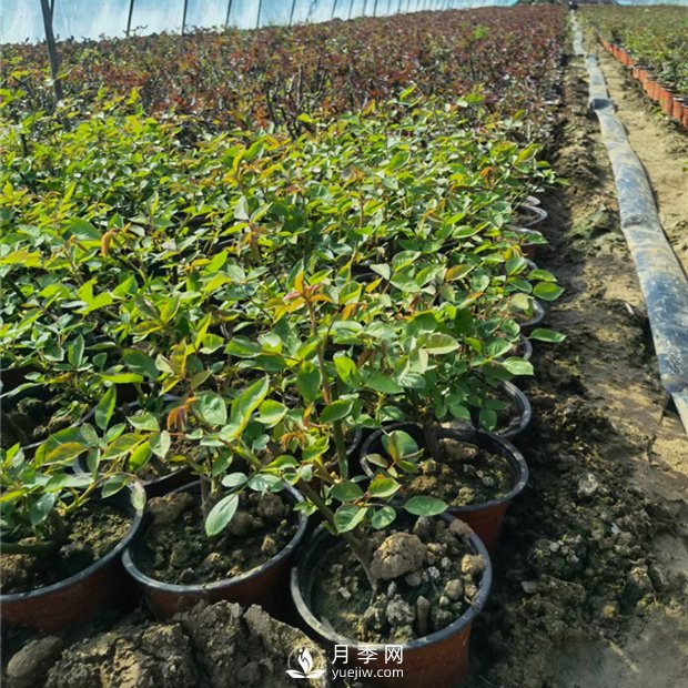 各类盆栽月季上市，南阳杯苗基地全国批发中(图2)