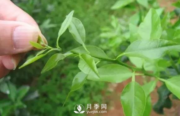 适合苗木新手的苗木嫁接全过程(图1)