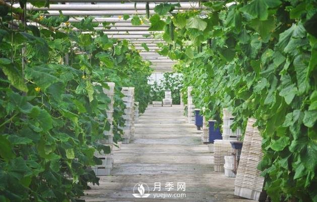 蔬菜全年种植安排计划表:1-12月种什么菜,全都说清楚了(图1) 蔬菜全年种植安排计划表:1-12月种什么菜,全都说清楚了(图1)