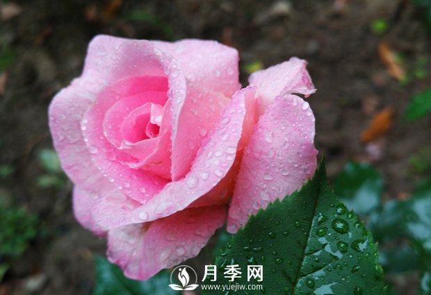 常见的家庭盆栽花卉，花色丰富多样，花朵鲜艳好看(图1)