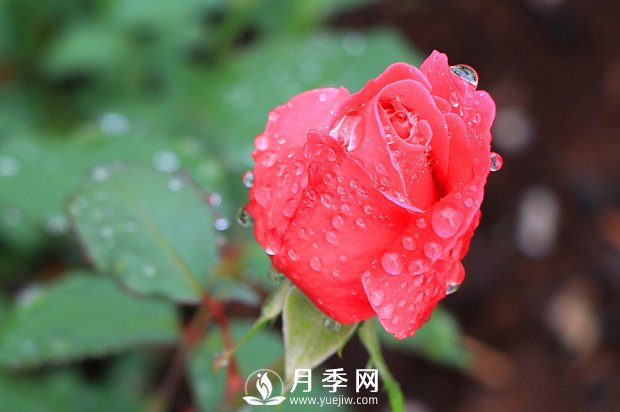 月季是比较喜肥的，充足养分才能促进月季生长(图1)