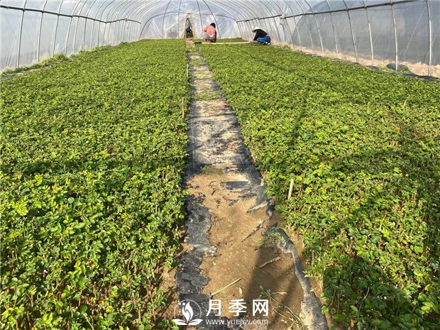 月季修剪，可分为休眠期修剪、花后修剪、生长期修剪(图1)