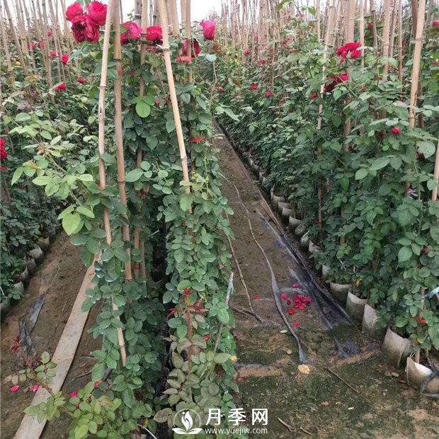 月季挂苗高峰期到了 你需要这样防护月季(图1)