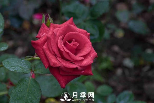 月季的肥水管理和虫害防治看这里(图1)