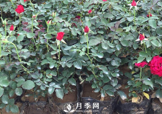南阳月季的养护方法和注意事项(图1)