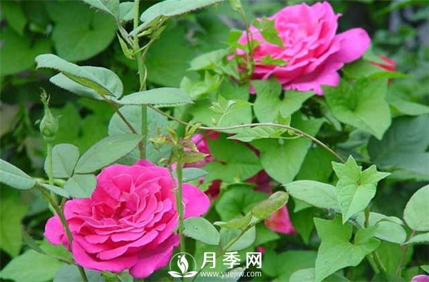 月季养护其他注意点 养花必看(图1)