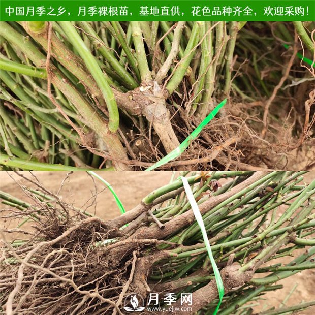 盆栽月季裸根苗种植指南(图1)