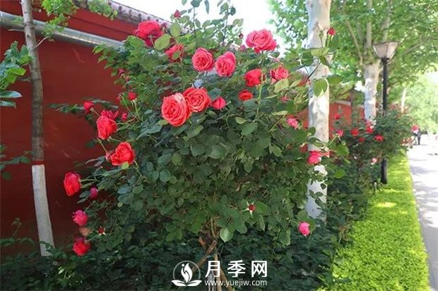 养护月季 冬季你知道该怎么做吗(图1)