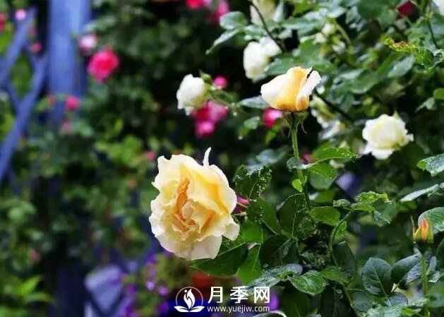 有人问，为什么自己的玫瑰花越开越小？(图1)