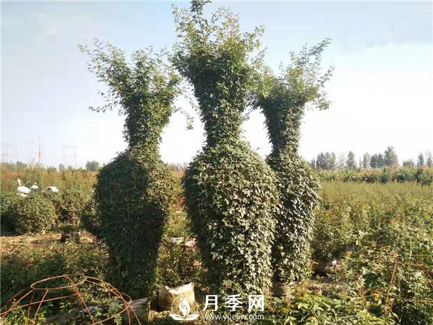 春天来了,采购造型月季花球的好时机(图2) 春天来了,采购造型月季花球的好时机(图2)