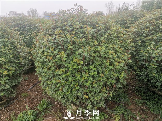 春天来了,采购造型月季花球的好时机(图3) 春天来了,采购造型月季花球的好时机(图3)