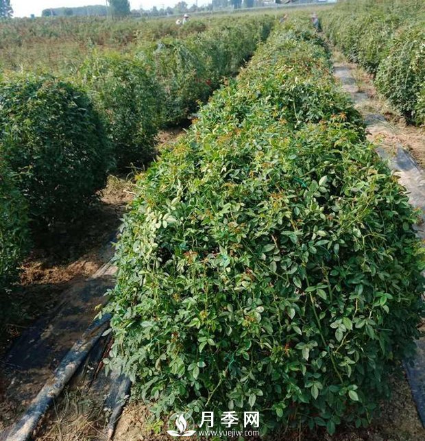 春天来了,采购造型月季花球的好时机(图1) 春天来了,采购造型月季花球的好时机(图1)