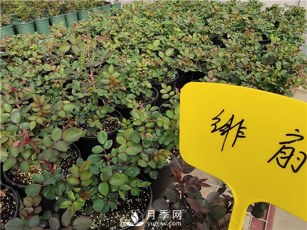 月季花怎么栽培和养护？全面的养殖方法交给你(图3)