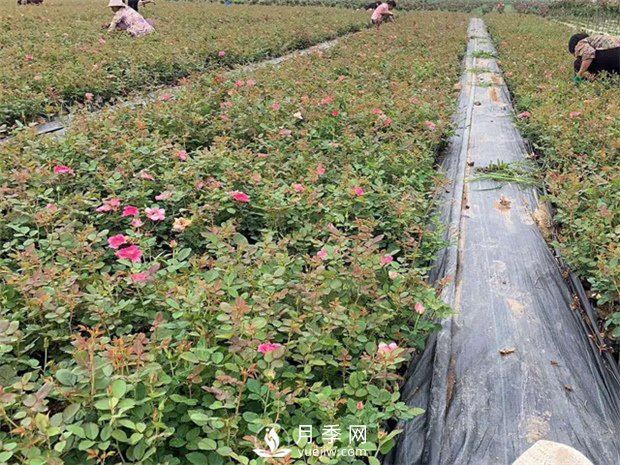 南阳卧龙区月季产业带动农民发家致富(图1) 南阳卧龙区月季产业带动农民发家致富(图1)