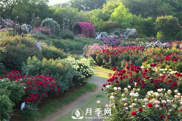 花卉浇水有讲究 看这里(图1) 花卉浇水有讲究 看这里(图1)